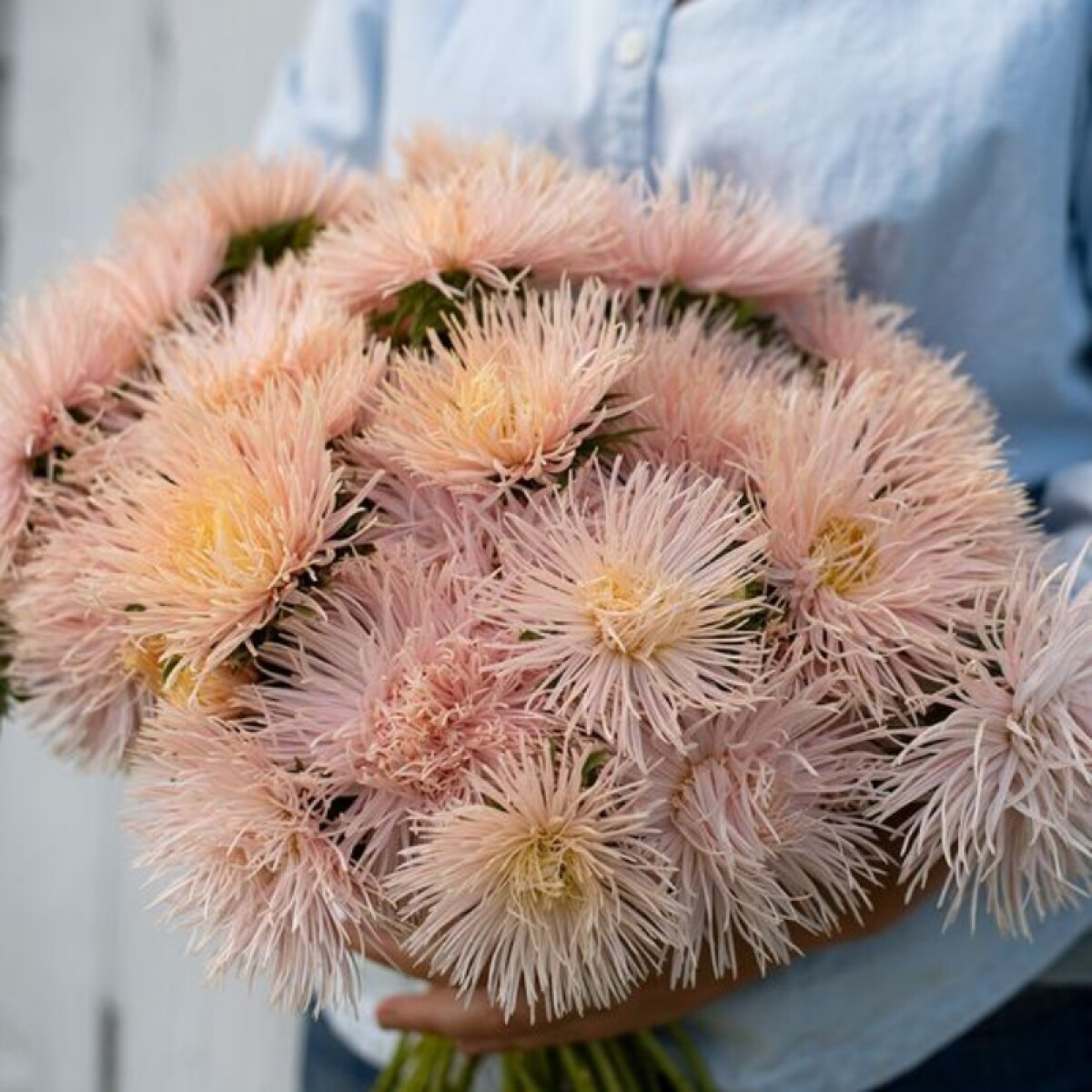 Ptilotus - Rosado Bebe 