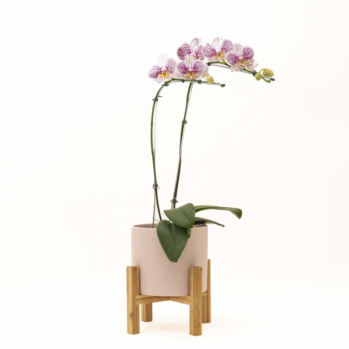 ORQUIDEA CURVA - CON MACETA ROSA Y SOPORTE 