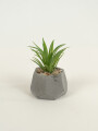 Planta Suculenta 696 Mini, Mix Color Unico