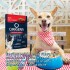 SALSA ORIGENS PERRO ADULTO 85 GR CARNE CON CALABAZA