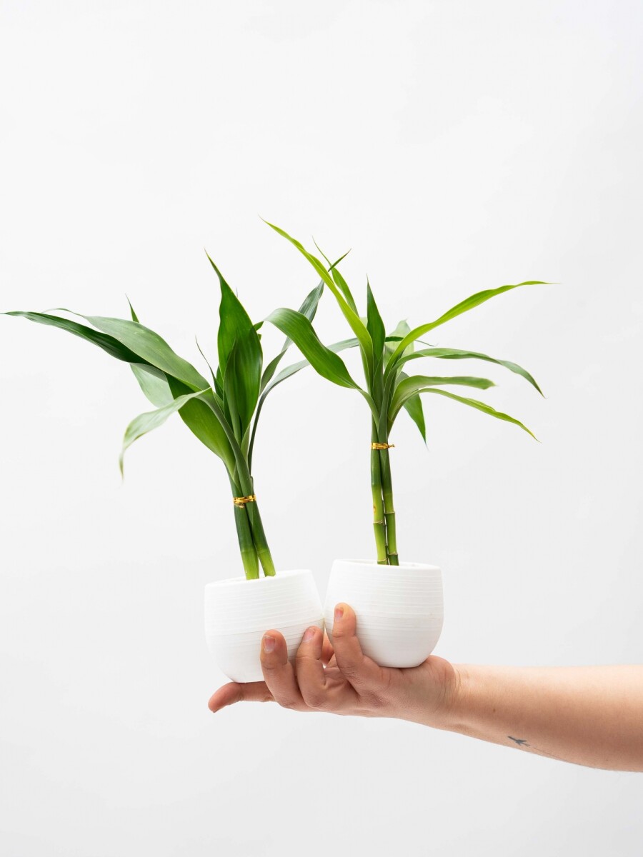 LUCKY BAMBOO LUCKY BAMBOO