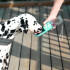 Bebedero Portatil Botella Agua Paseos Mascotas Perro Gato Variante Color Turquesa