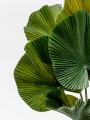 Planta Palmito De Jardín Color Unico