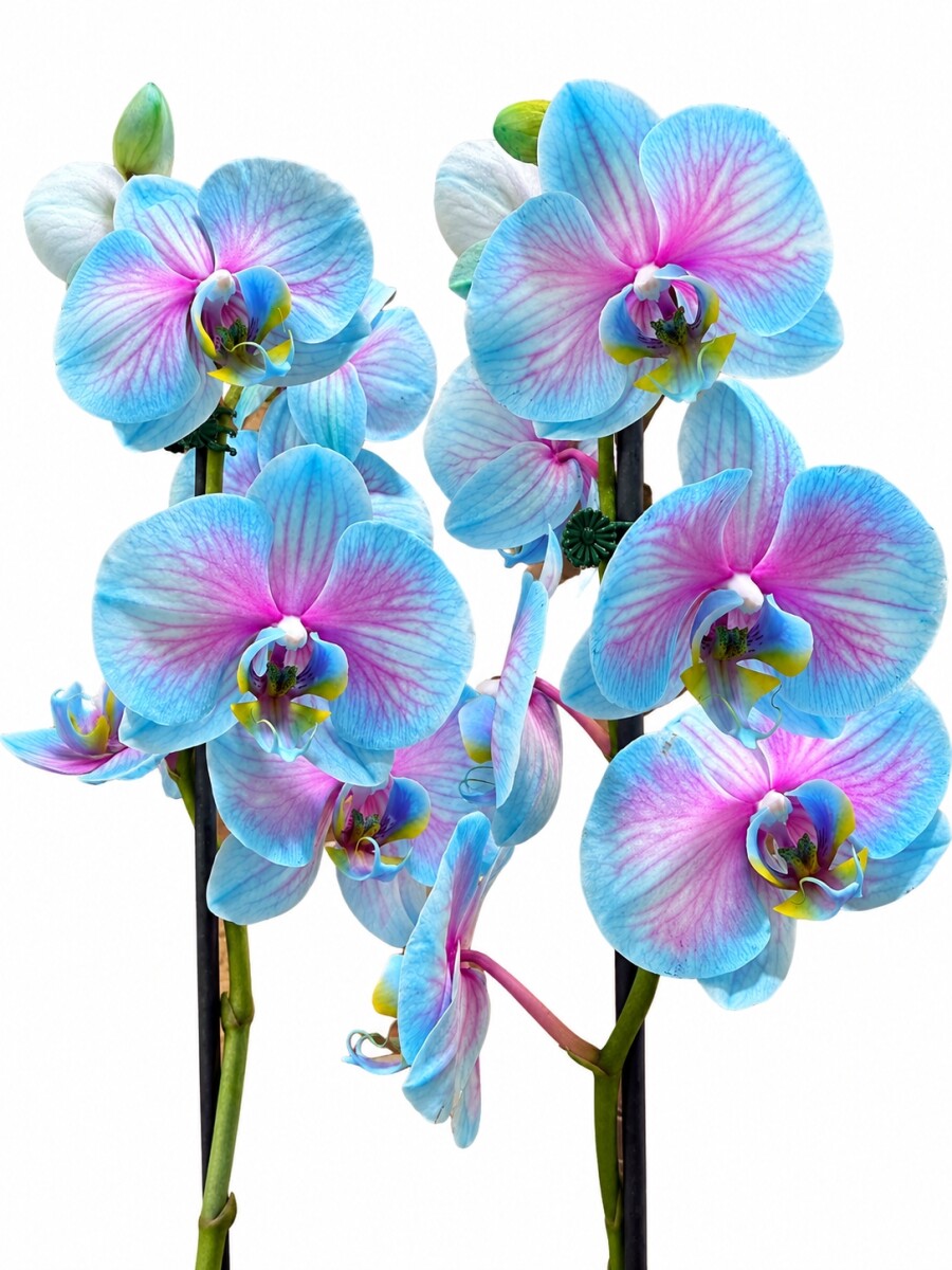 ORQUIDEA FROZEN CON MACETA BLANCA