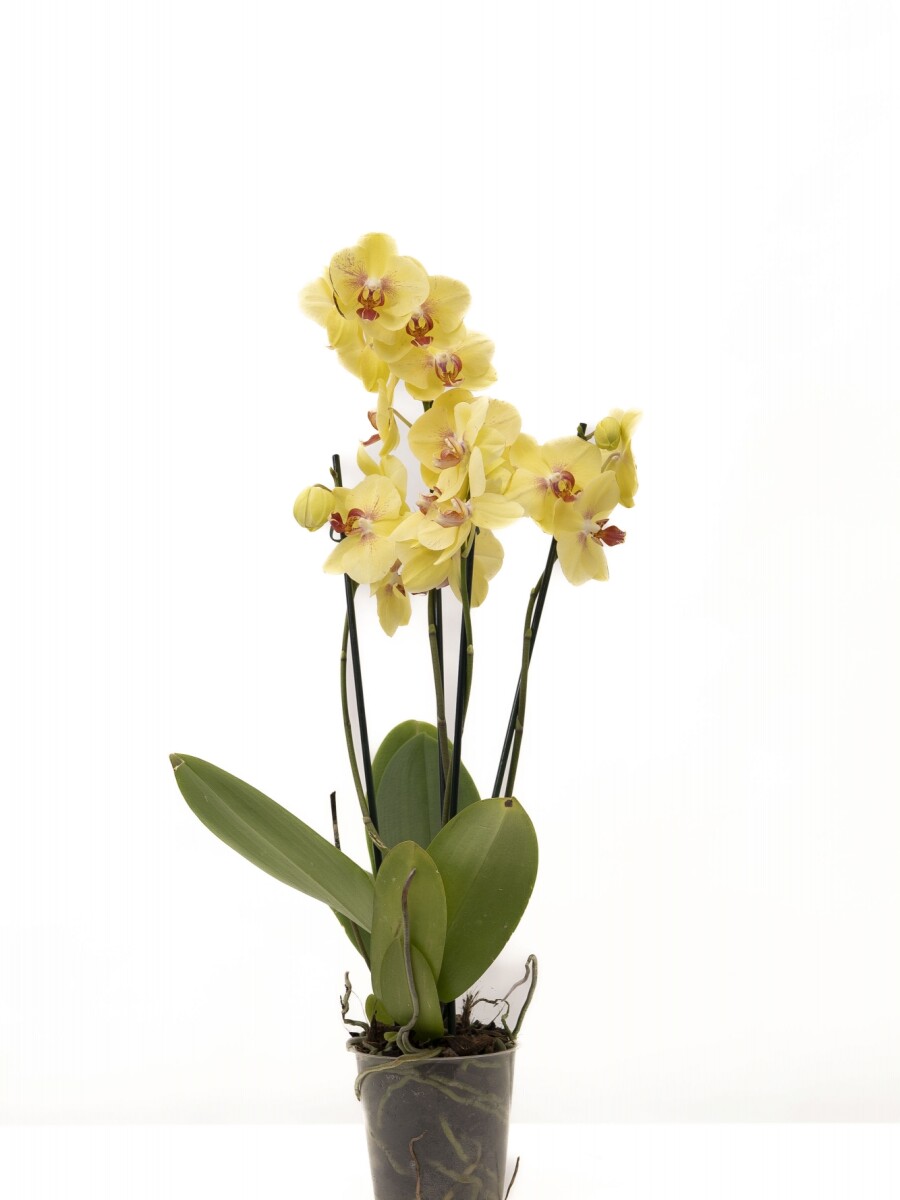 ORQUÍDEA PHALAENOPSIS VARAS RECTAS ORQUÍDEA PHALAENOPSIS VARAS RECTAS