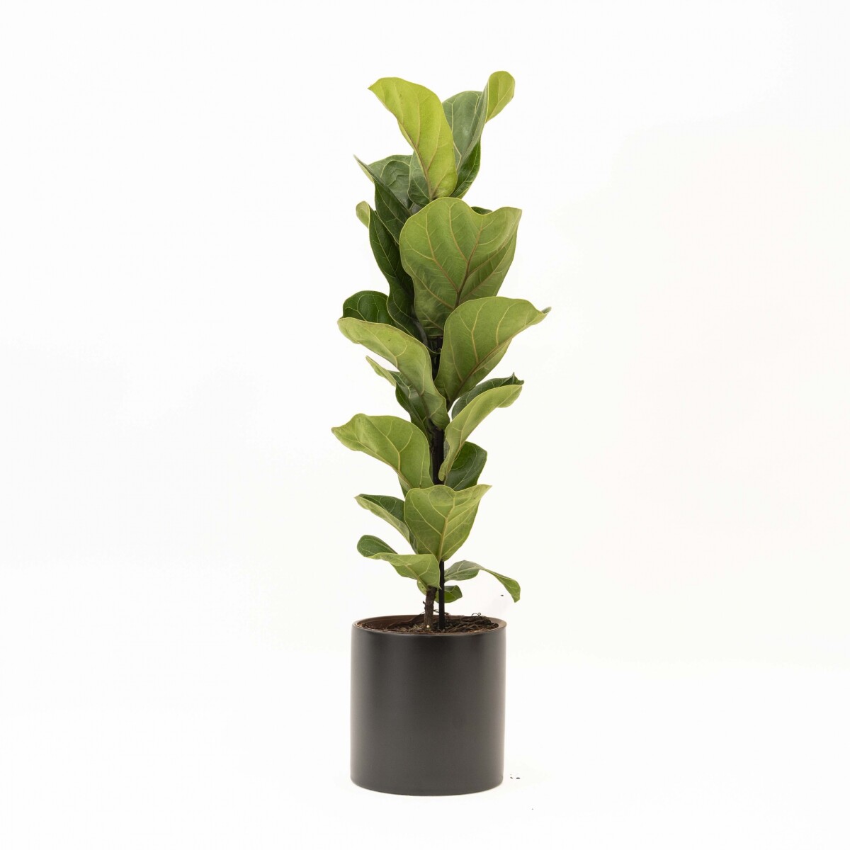 FICUS LYRATA BABY - CON MACETA CERAMICA NEGRA 