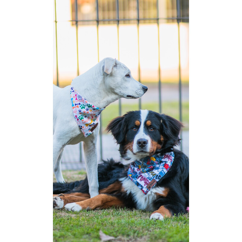 Bandanas para tu mascota Bandanas para tu mascota