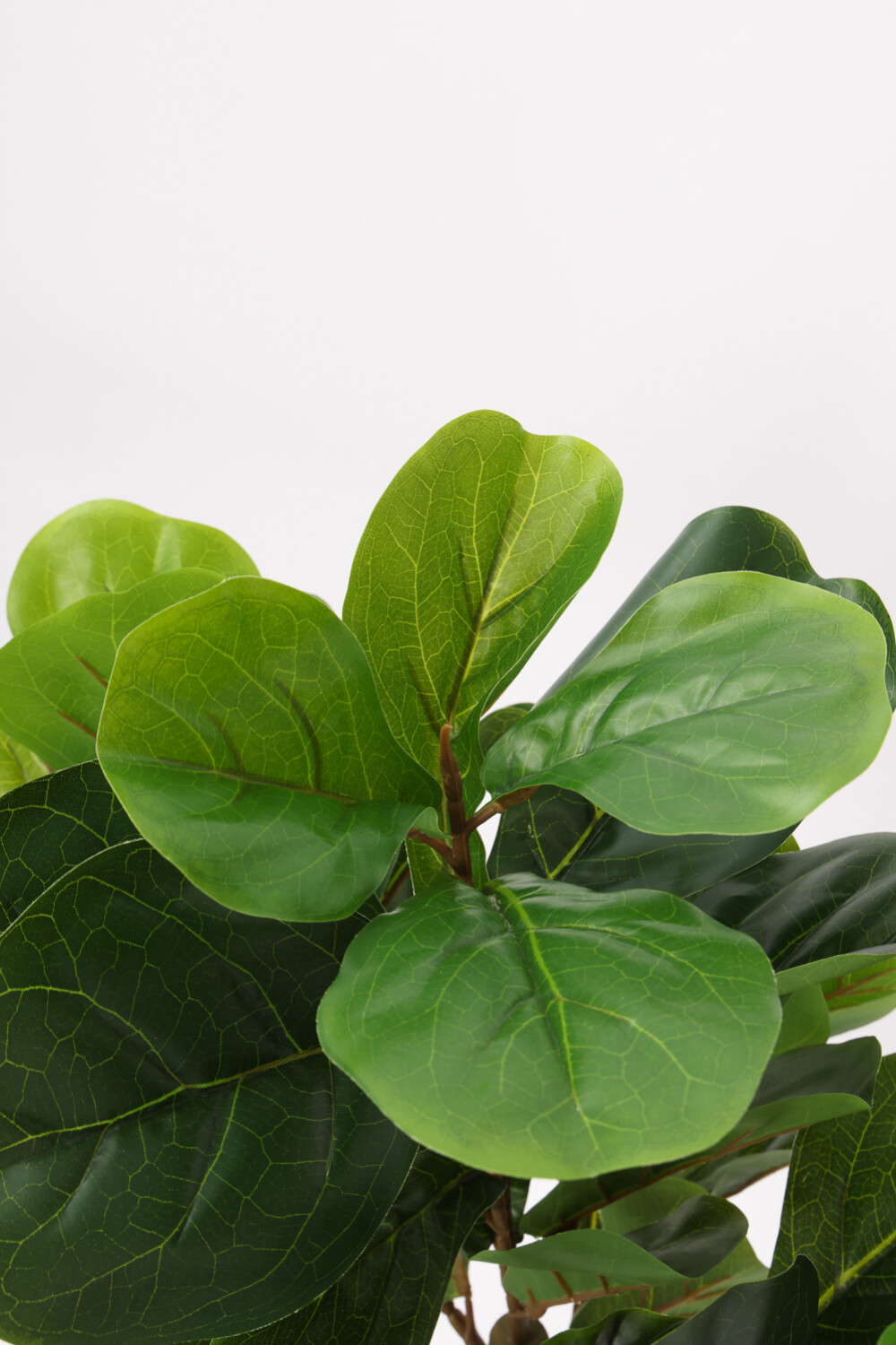 Planta Ficus Lira 110cm Color Unico