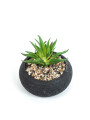 Planta Quovi Estampado 3