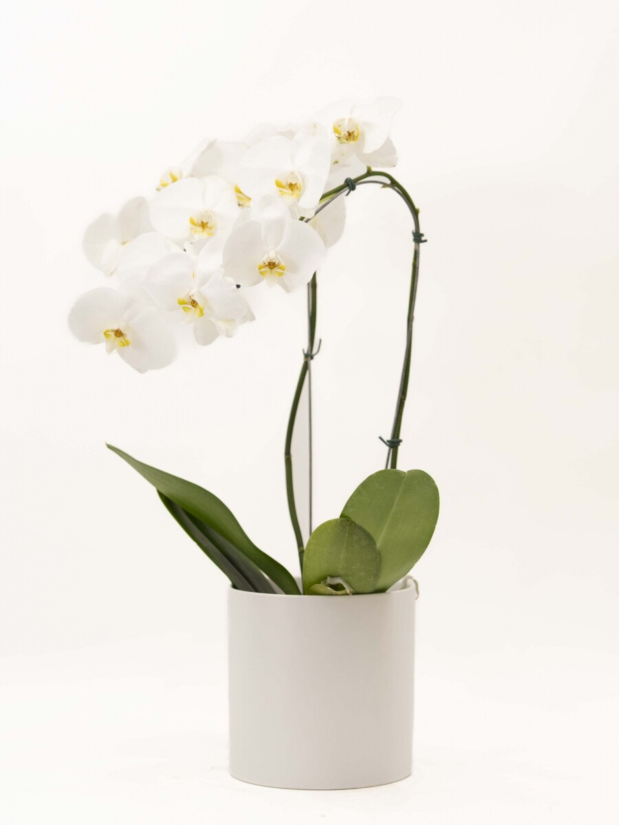 ORQUIDEA CURVA CON MACETA MINIMALISTA BLANCA