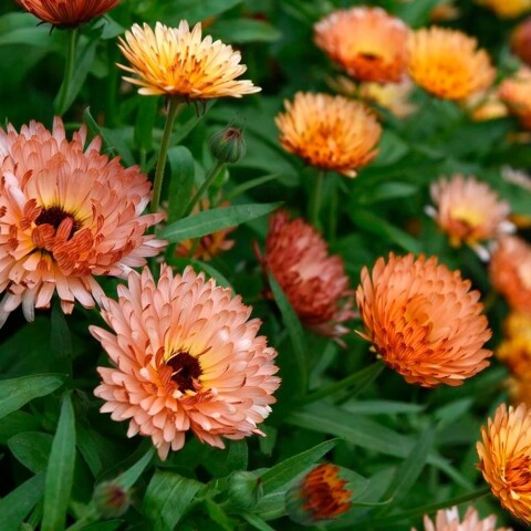 Semillas Caléndula Orange Flash 20 Unidades Km100 Semillas Calendula Orange Flas