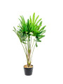 Planta Palmera China 80cm Color Unico