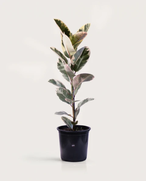 Ficus Elástica XL - Variegado - H: 1m Ficus Elástica XL - Variegado - H: 1m