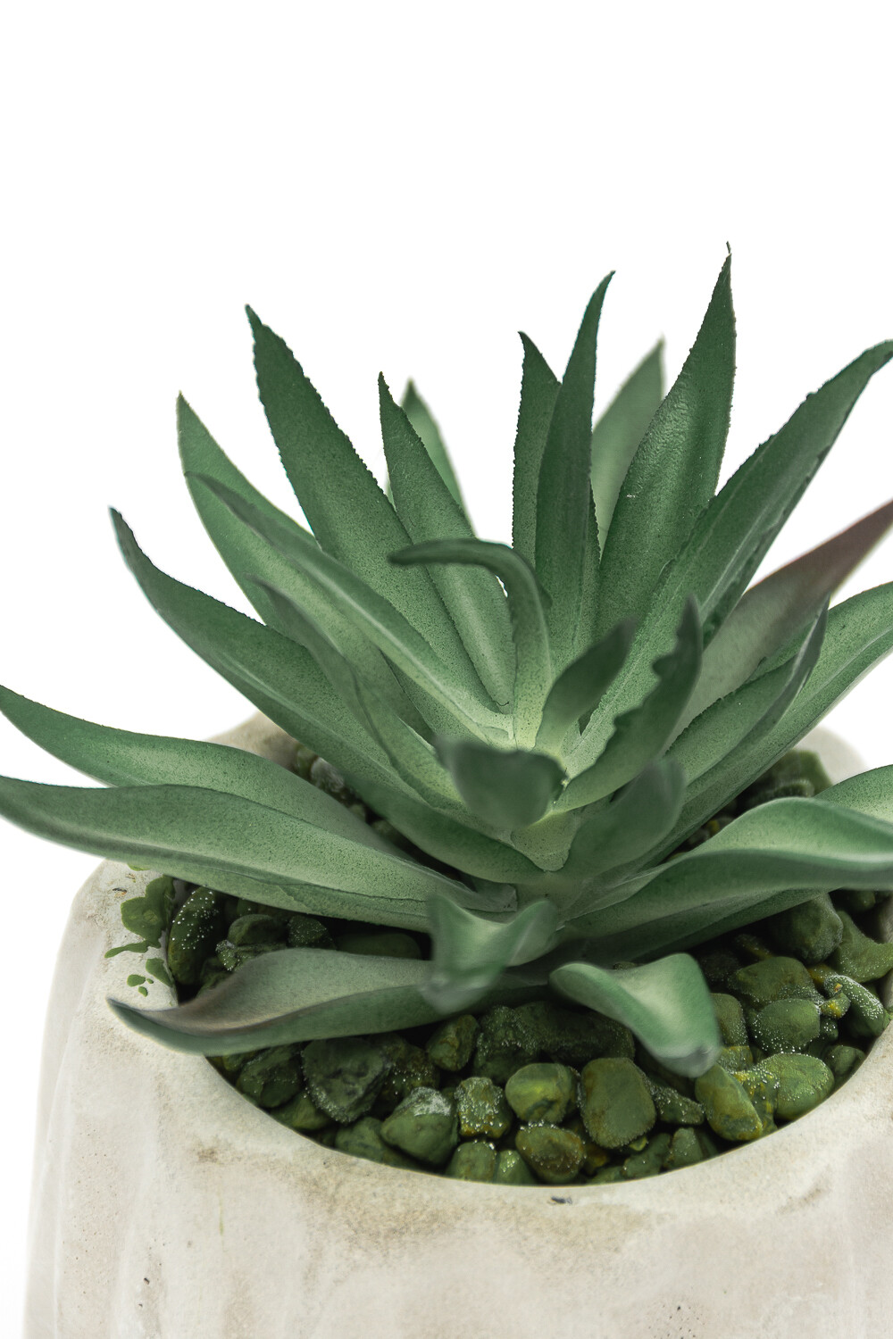 Planta Lavi Color Unico