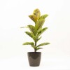 FICUS ELASTICA SHIVERIANA EN PORTAMACETA PLASTICO TAUPE BRILLO