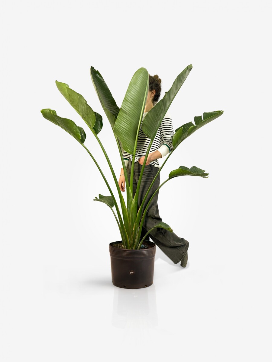 Strelitzia Nicolai - XL - H: 1.8m 