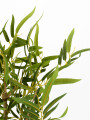 BAMBU VERDE (V)