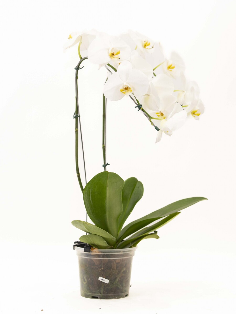ORQUIDEA VARAS CURVAS ORQUIDEA VARAS CURVAS