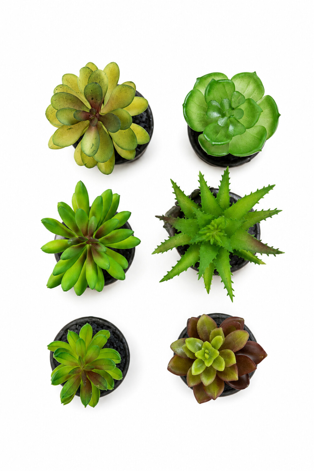 Planta Moa Mini, Mix Color Unico