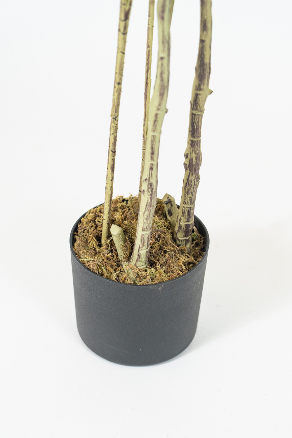 Planta Bambú Color Unico