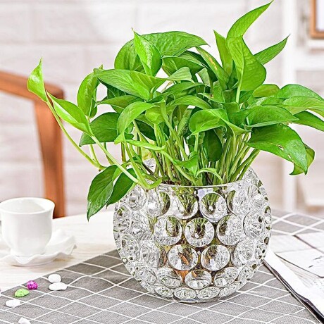 Porta Vela Vidrio Alto 16cm x Ø 16cm Porta Vela Vidrio Alto 16cm x Ø 16cm
