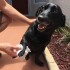 Toallas Humedas Limpia Patas Mascotas Higienica 80 Unidades Toallas Humedas Limpia Patas Mascotas Higienica 80 Unidades