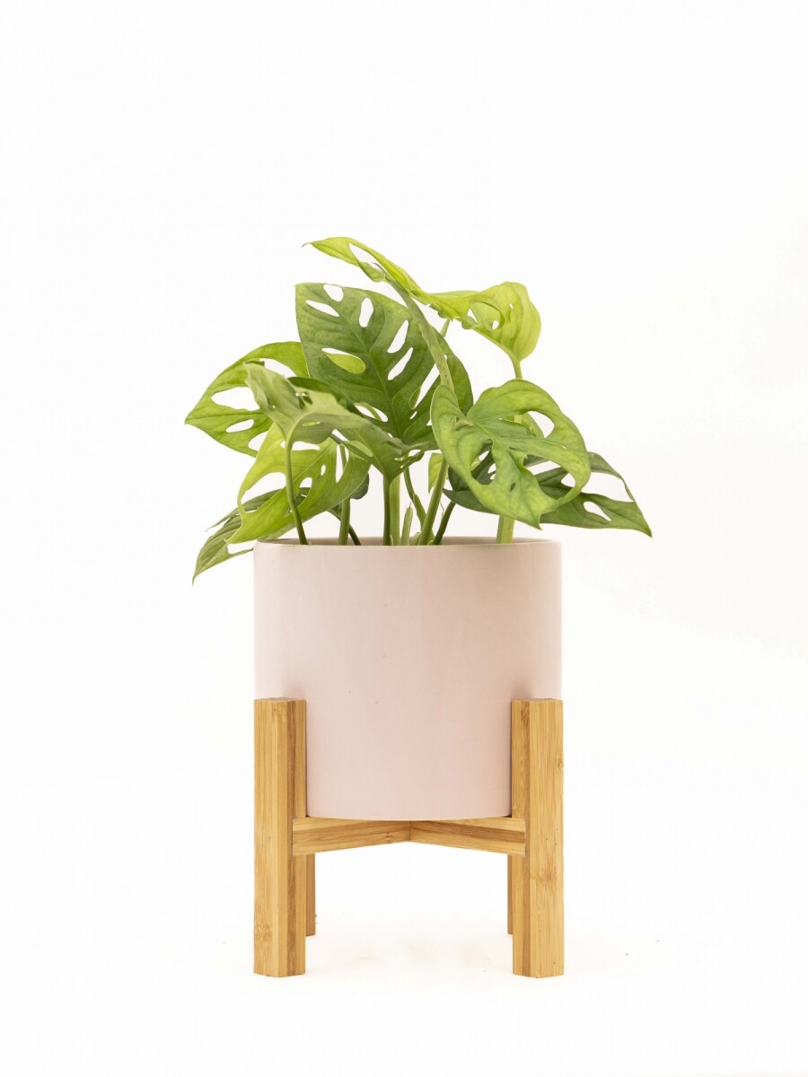 MONSTERA ADANSONII CON MACETA CERAMICA ROSA CON SOPORTE