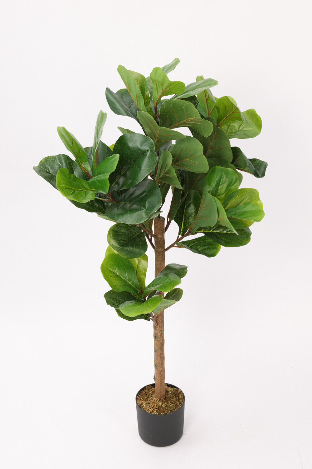 Planta Ficus Lira 110cm Color Unico