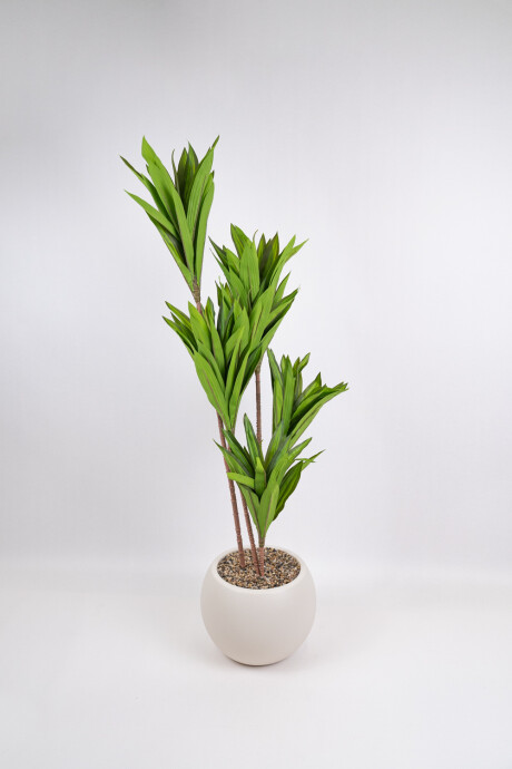 Planta Clavel Color Unico