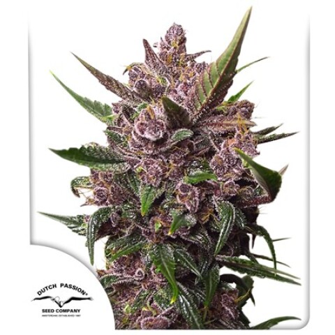 AUTO - BLACKBERRY KUSH® X3 UNIDADES AUTO - BLACKBERRY KUSH® X3 UNIDADES