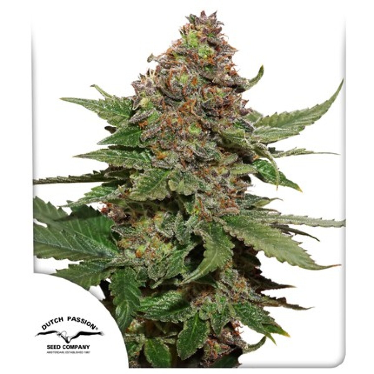 FEM - STRAWBERRY COUGH® X3 UNIDADES 