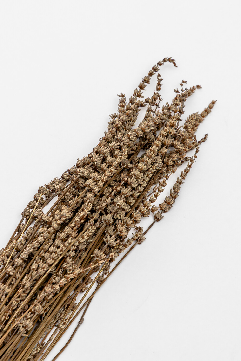 Deco Floral Lavanda Color Unico