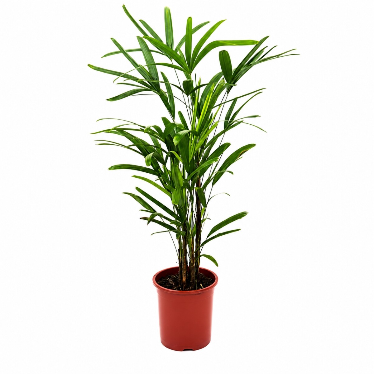 PALMERA RAPHI L 
