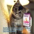 FROST KITTEN SUPER PREMIUM ALIMENTO GATITOS BOLSA 7,5KG FROST KITTEN SUPER PREMIUM ALIMENTO GATITOS BOLSA 7,5KG