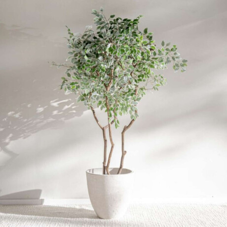 Planta/Ficus Varigata 1.75 M