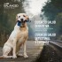 VITALCAN BALANCED EXCLUSIVE PERROS ADULTOS CERDO 15 KG + 2 KG REGALO + TARRINA VITALCAN BALANCED EXCLUSIVE PERROS ADULTOS CERDO 15 KG + 2 KG REGALO + TARRINA