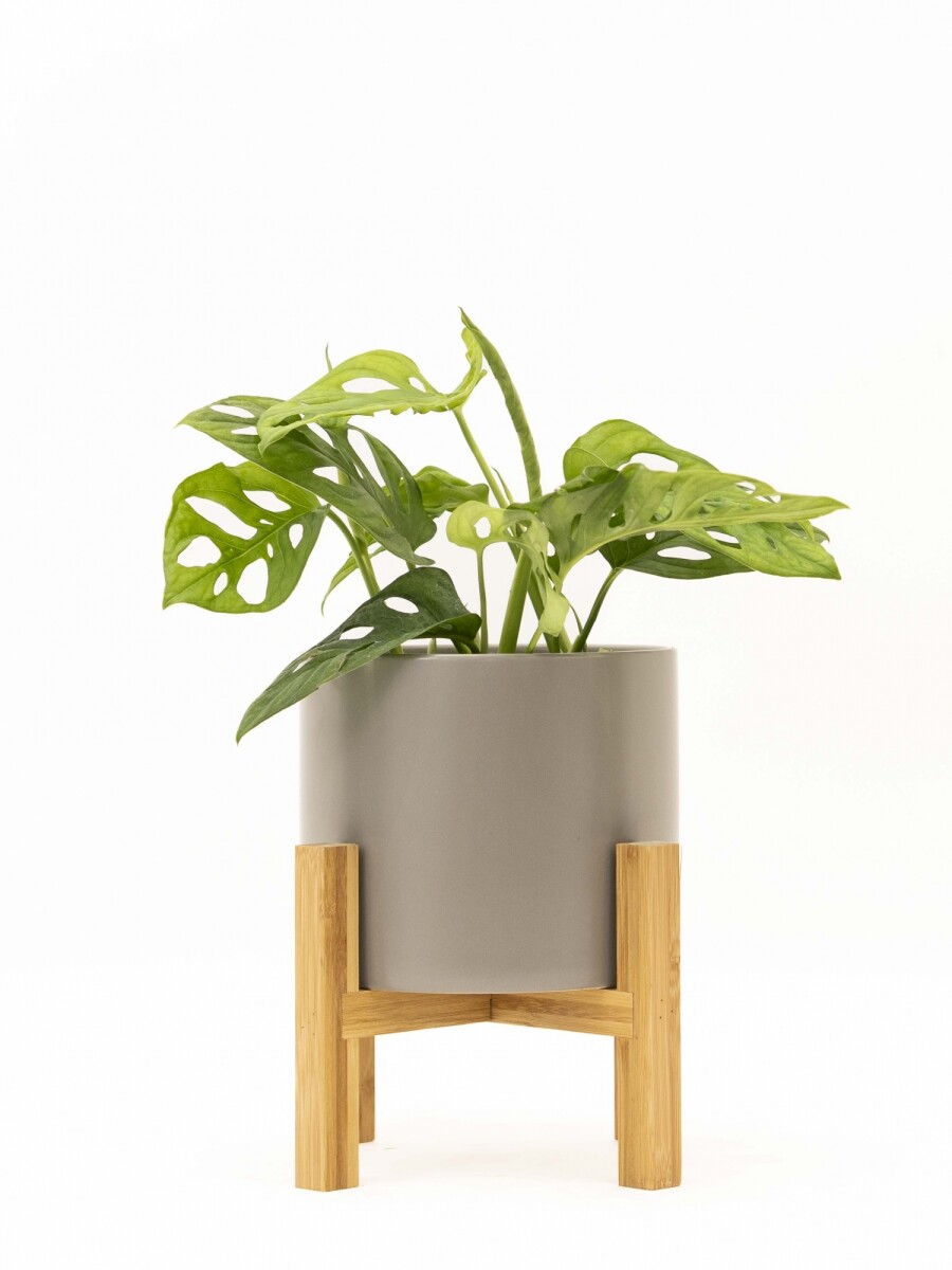 MONSTERA ADANSONII CON MACETA DE CERAMICA GRIS CLARA CON SOPORTE