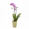 ORQUÍDEA MINI CON PORTA MACETA PORTA MACETA VERDE AGUA