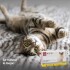 PROTECH PIPETA ANTIPULGAS CON ACCIÓN AMBIENTAL PARA GATOS HASTA 5 KG