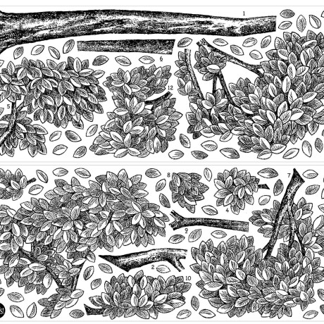 WALLPOPS MULBERRY TREE WALL ART KIT N/A