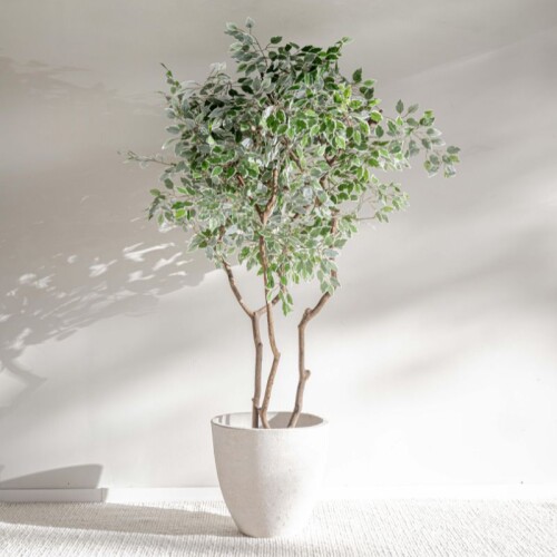Planta / Ficus Varigata 1.75 m Planta / Ficus Varigata 1.75 m