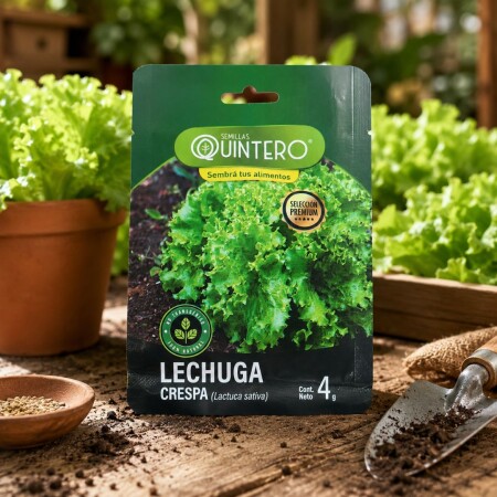 SEMILLAS DE LECHUGA CRESPA SALAD BOWL 4G SEMILLAS DE LECHUGA CRESPA SALAD BOWL 4G