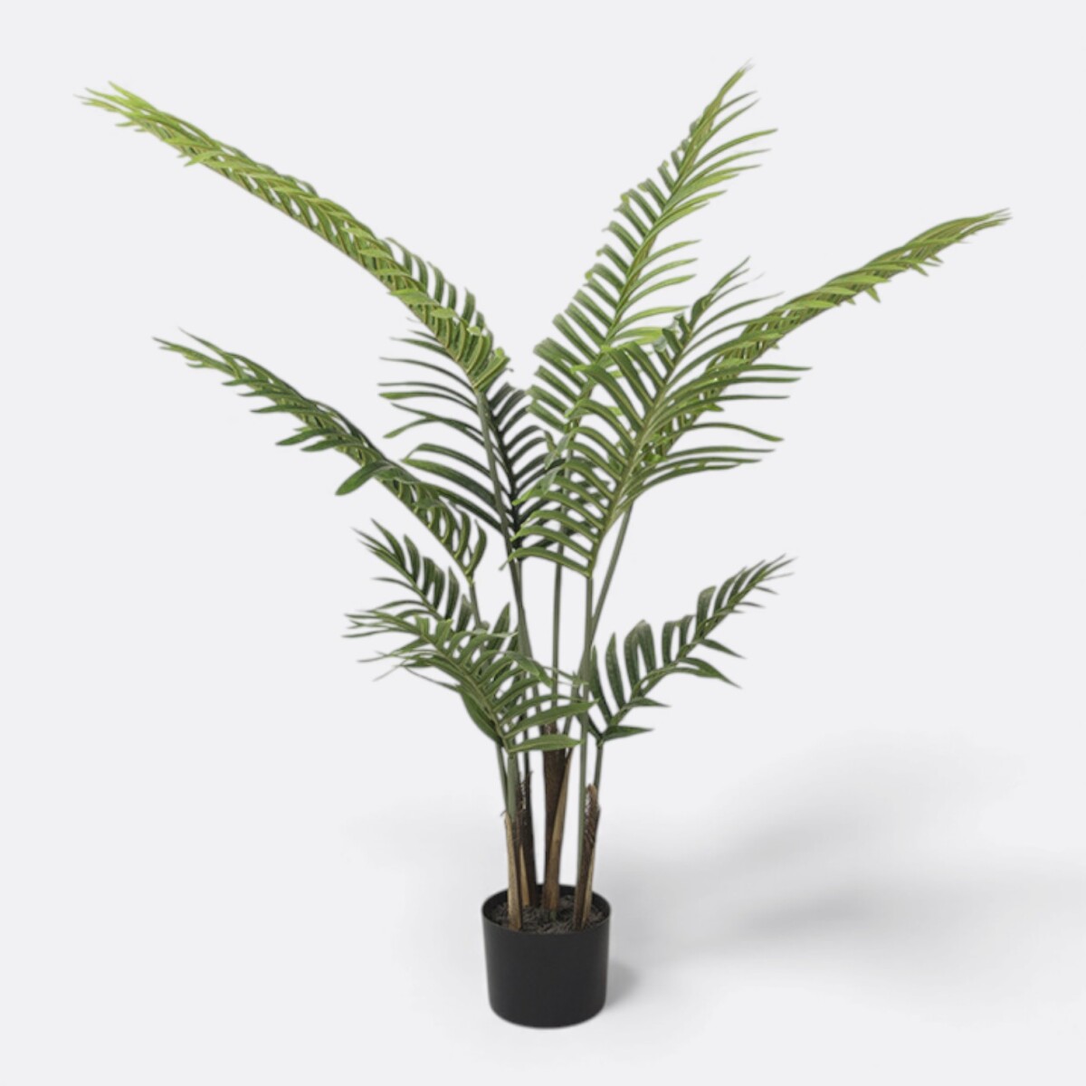 Palmera Areca Chica 