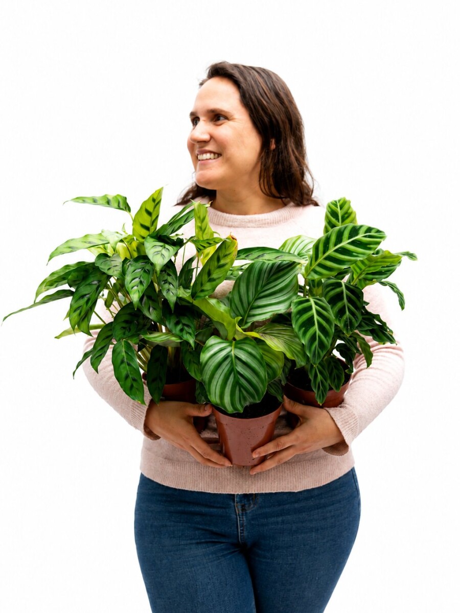 CALATHEA VARIADA CALATHEA VARIADA
