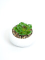 Planta Quovi Estampado 1