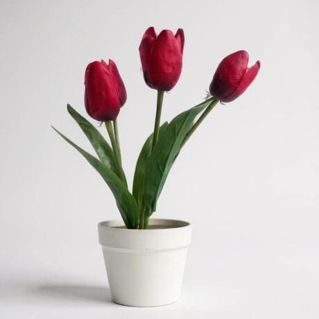Planta Con Maceta Flor Tulipán Rojo