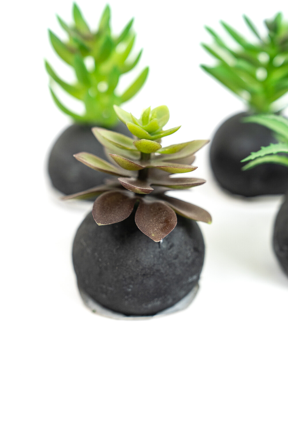 Planta Moa Mini, Mix Color Unico