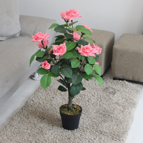 Árbol Rosa Realeza Árbol Rosa Realeza