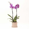 ORQUÍDEA CON MACETA ROSA