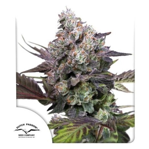 Candy Bubatz XL X3 - Dutch Passion Candy Bubatz XL X3 - Dutch Passion